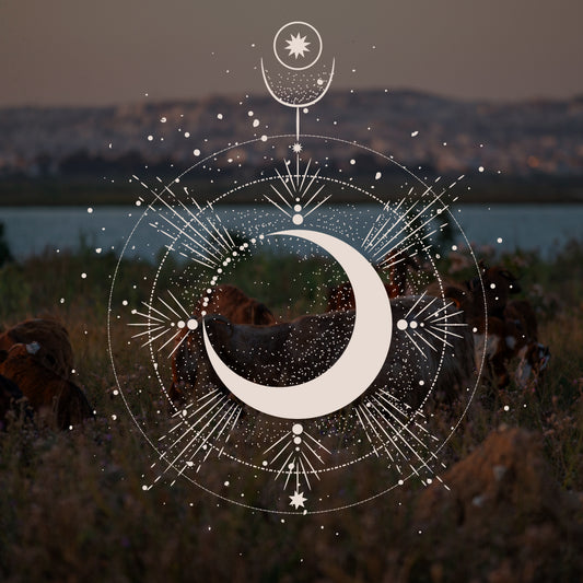 OLAH Whipped Beef Tallow Moisturizer ● Lavender Scent